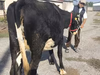 Vacă, Russian Black pied cattle — foto 8