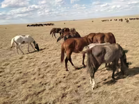 اسب نر, Kazakh horse — عکس 1