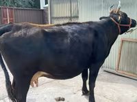 Vacă, Rasa Holstein — foto 5