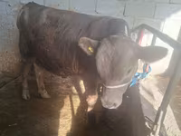 सांड, Swiss cattle — फ़ोटो 3