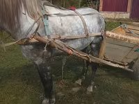 Kuda jantan, Horses — foto 1