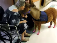 Klisna, Miniature horse — foto 3