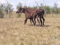 مادیان, Kazakh horse — عکس 1