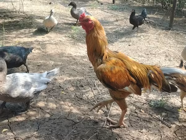 Chickens