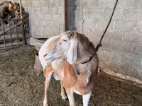 ვერძი, ცხვრები — ფოტო 3