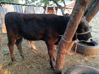 Toro, Swiss cattle — foto 7