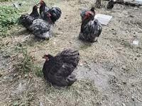 براهما — عکس 2