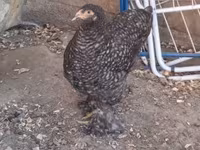 Brahma — Foto 1