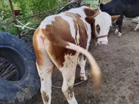 سانڈ, Simmental cattle — تصویر 3