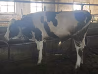 گاو نر, Simmental cattle — عکس 3