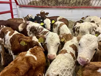 Skot (série, pohlaví neuvedeno), Simmental cattle — foto 1