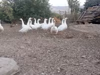 Geese — foto 6
