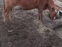 Cow, Swiss cattle — photo 2