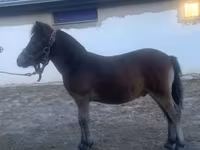 Hingst, Heste — foto 4