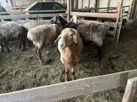 Vædder, Arashan sheep — foto 2