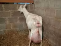 Mbuzi jike, Saanen goat — picha 4