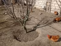 Chickens — foto 3