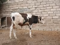 Byk, Russian Black pied cattle — zdjęcie 7
