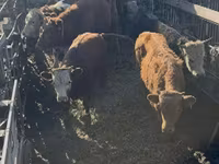 ხარი, Simmental cattle — ფოტო 1