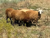 Beran, Ovce — foto 1