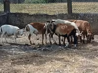 Модагӯсфанд, Cameroon sheep — акс 3