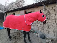 ม้าตัวผู้, Thoroughbred horse — รูปภาพ 4