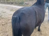 Klisna, Koně — foto 6