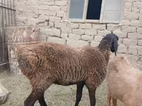 Kambing jantan, Sheep — foto 1