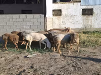 Koç, Hissar sheep — foto 5