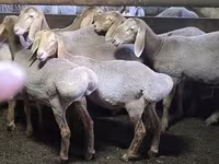 بھیڑ, Arashan sheep — تصویر 4