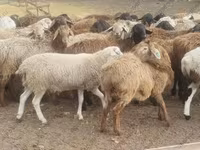 ஆண் ஆடு, Hissar sheep — புகைப்படம் 2