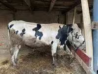 雄牛, Swiss cattle — 写真 2