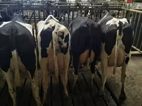 Vacă, Rasa Holstein — foto 6