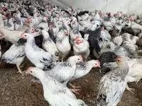 Chickens — รูปภาพ 1