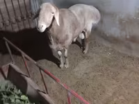 قوچ, Edilbay sheep — عکس 1