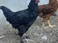 Chickens — รูปภาพ 2