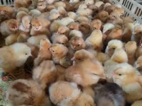 Chickens — عکس 3