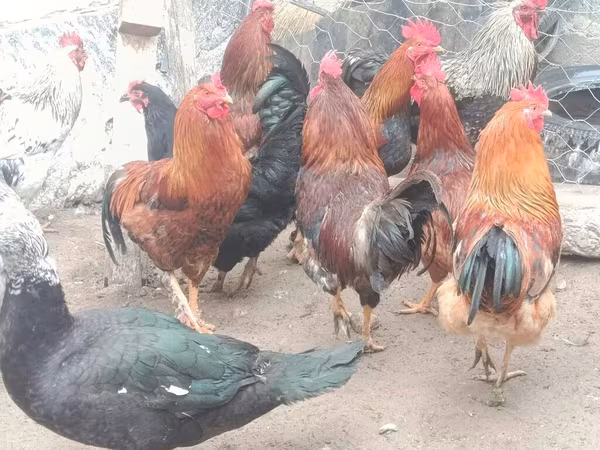 Chickens