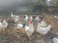 ساسکس — عکس 3