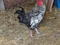 Chickens — снимка 1