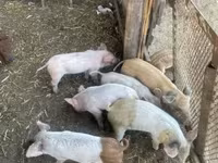 Scroafă, Porci — foto 1