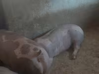 แม่สุกร, หมู — รูปภาพ 5