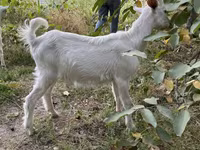 بز نر, Saanen goat — عکس 7