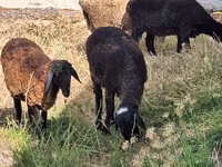 Montone, Pecore — foto 2