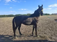 Kůň, Nonius horse — foto 1