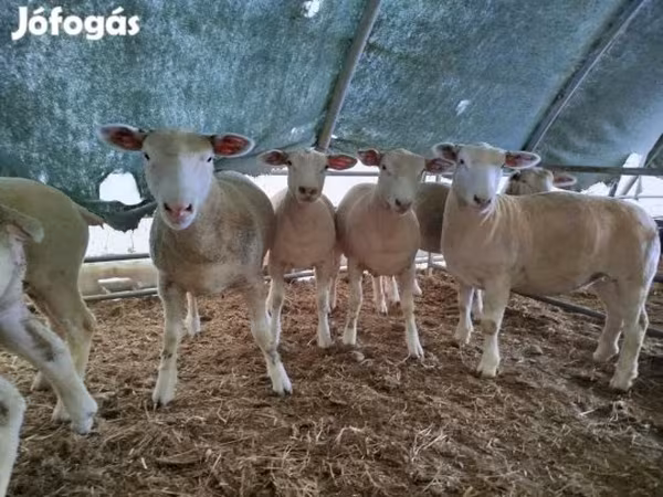 Koyun, Ile-de-France sheep