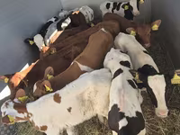 ثور, Simmental cattle — الصورة 3