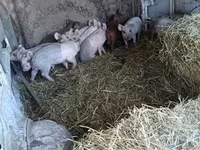 หมูป่าตัวผู้, หมู — รูปภาพ 5