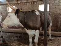 Krava, Simmental cattle — foto 4
