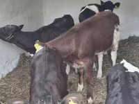 گاو ماده, Simmental cattle — عکس 3